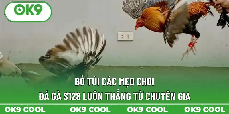 Bỏ túi các mẹo chơi đá gà S128 luôn thắng từ chuyên gia Bỏ túi các mẹo chơi đá gà S128 luôn thắng từ chuyên gia